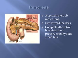 PancreasApproximately six inches longLies toward the backCompletes the job of breaking down protein, carbohydrates, and fats