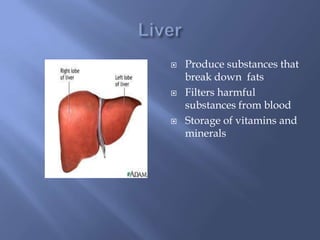 LiverProduce substances that break down  fatsFilters harmful substances from bloodStorage of vitamins and minerals