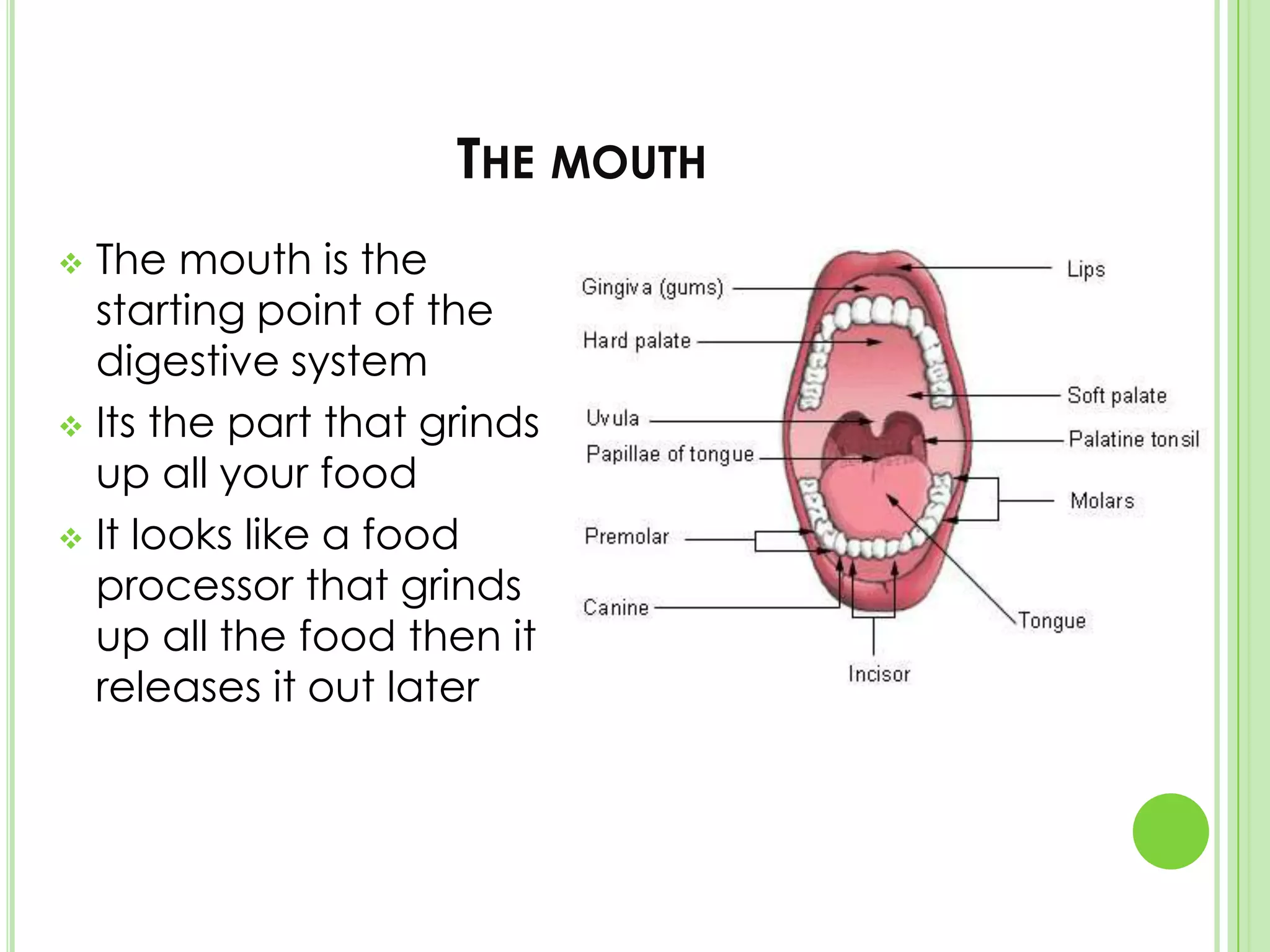 It start from your mouth to your intestines