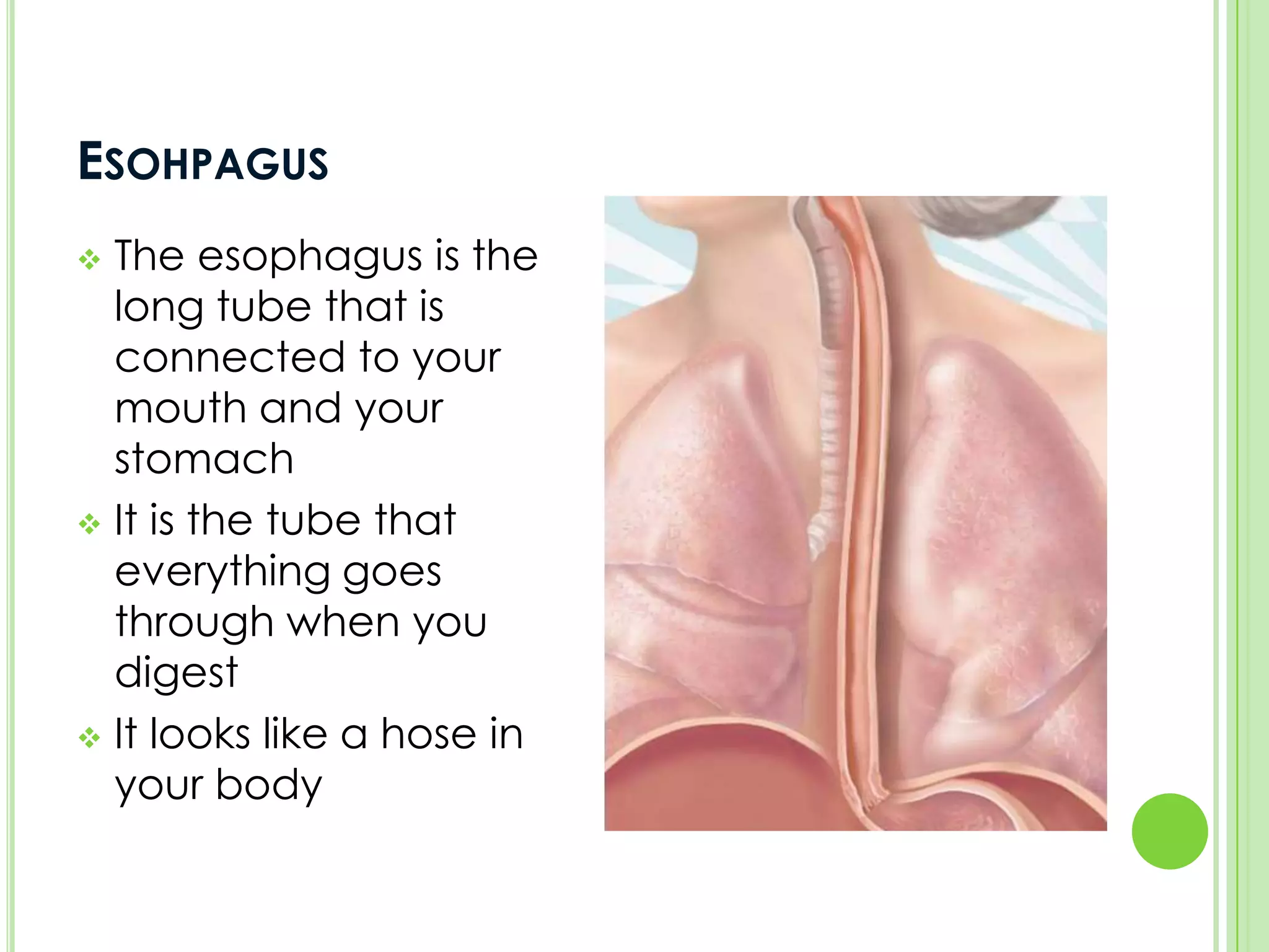 The Six main parts are:-Mouth-Esophagus-Stomach-Small Intestine-Large Intestine-Pancreas