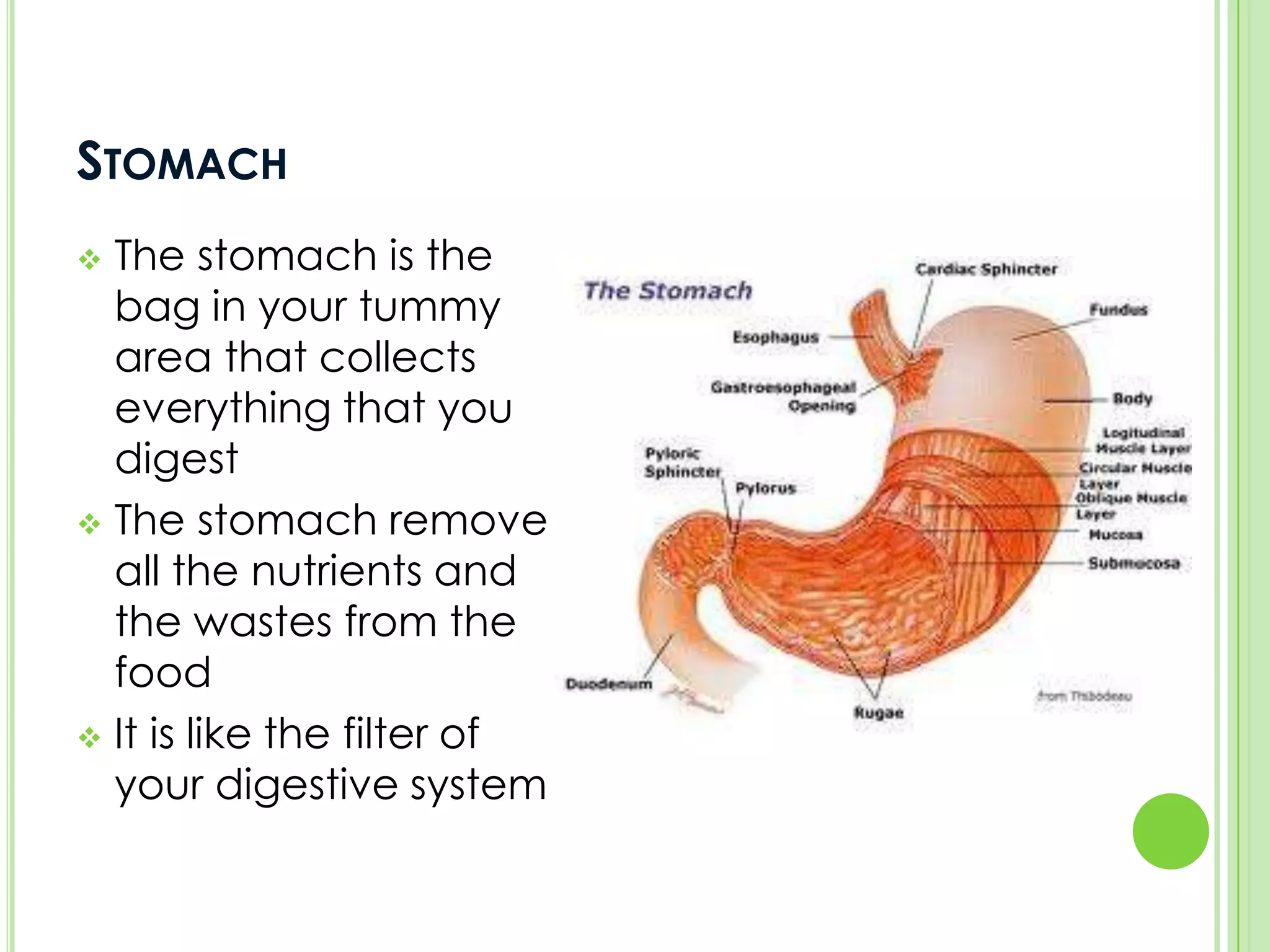 The mouthThe mouth is the starting point of the digestive system