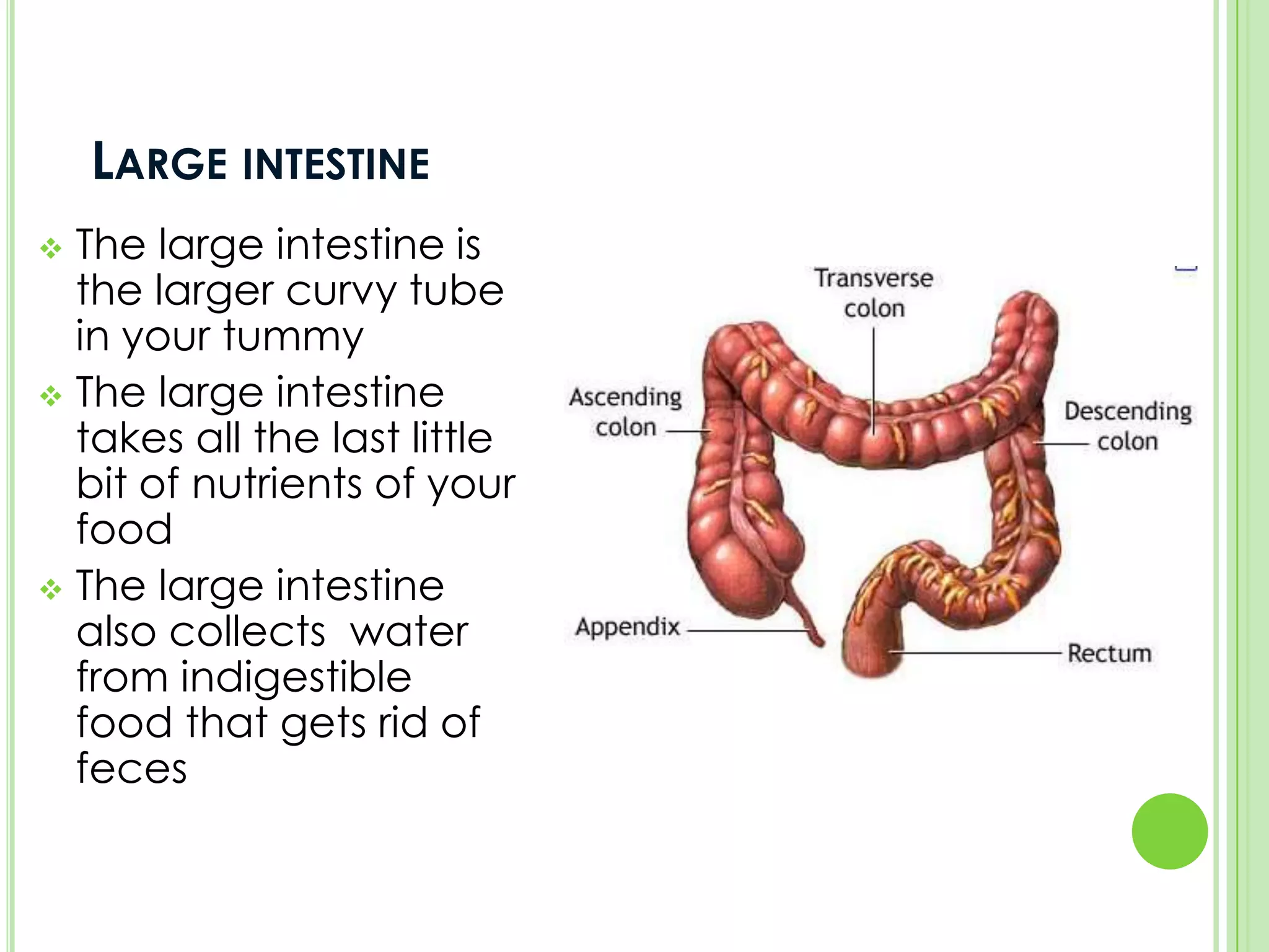 It looks like a food processor that grinds up all the food then it releases it out laterEsohpagusThe esophagus is the long tube that is connected to your mouth and your stomach