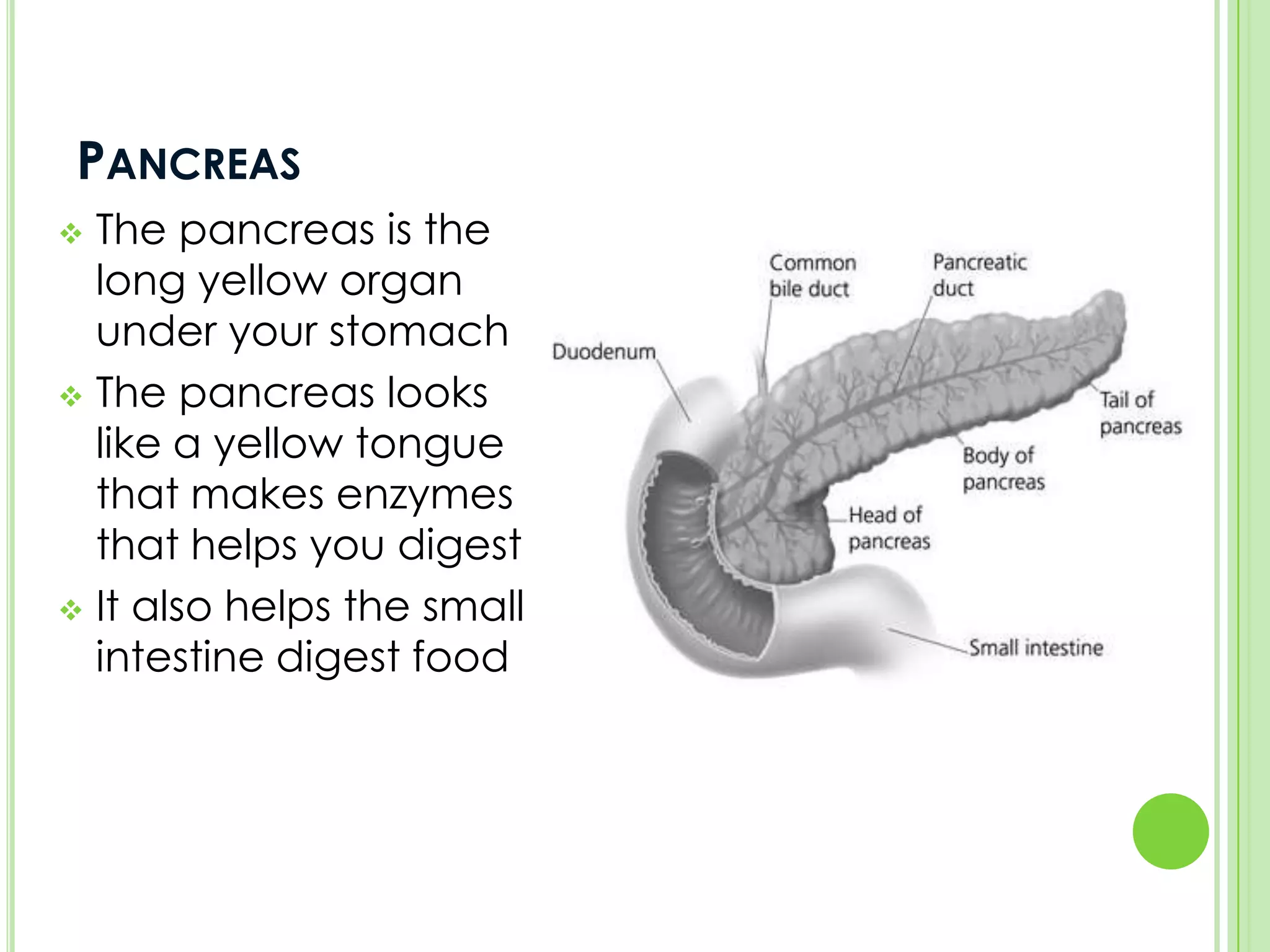 It is the tube that everything goes through when you digest