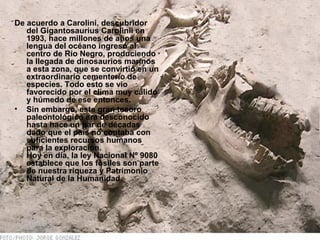 De acuerdo a Carolini, descubridor
del Gigantosaurius Carolinii en
1993, hace millones de años una
lengua del océano ingresó al
centro de Río Negro, produciendo
la llegada de dinosaurios marinos
a esta zona, que se convirtió en un
extraordinario cementerio de
especies. Todo esto se vio
favorecido por el clima muy cálido
y húmedo de ese entonces.
• Sin embargo, este gran tesoro
paleontológico era desconocido
hasta hace un par de décadas
dado que el país no contaba con
suficientes recursos humanos
para la exploración.
Hoy en día, la ley Nacional Nº 9080
establece que los fósiles son parte
de nuestra riqueza y Patrimonio
Natural de la Humanidad.
 