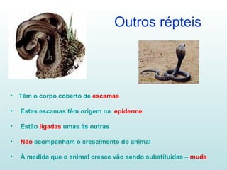 Outros répteis Têm o corpo coberto de   escamas Estas escamas têm origem na  epiderme Estão  ligadas  umas às outras Não  acompanham o crescimento do animal À medida que o animal cresce vão sendo substituídas –  muda 