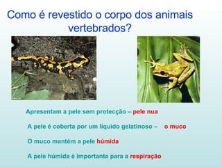 Como é revestido o corpo dos animais vertebrados? Apresentam a pele sem protecção –  pele nua A pele é coberta por um líquido gelatinoso –  o muco O muco mantém a pele  húmida A pele húmida é importante para a  respiração 