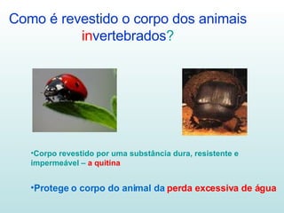 Como é revestido o corpo dos animais   in vertebrados ? Corpo revestido por uma substância dura, resistente e impermeável –  a quitina Protege o corpo do animal da  perda excessiva de água 