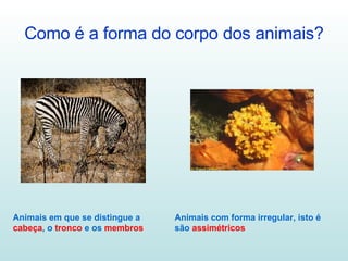 Como é a forma do corpo dos animais? Animais em que se distingue a  cabeça , o  tronco  e os  membros Animais com forma irregular, isto é são  assimétricos 