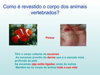 Como é revestido o corpo dos animais vertebrados? Peixes Têm o corpo coberto de  escamas As escamas provêm da  derme  que é a camada mais profunda da pele As escamas  não  estão ligadas  umas às outras Mantêm-se no corpo do animal  toda a sua vida 