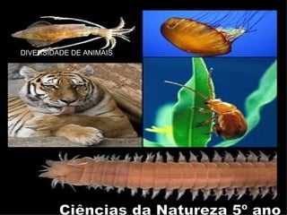 Ciências da Natureza 5º ano DIVERSIDADE DE ANIMAIS Ciências da Natureza 5º ano 