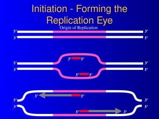 powerpoint-dna-replication-pcr. Real time PCR | PPT