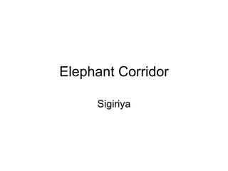 Elephant Corridor Sigiriya 