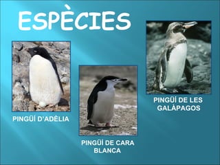 ESPÈCIES PINGÜÍ D’ADÈLIA PINGÜÍ DE CARA  BLANCA PINGÜÍ DE LES GALÀPAGOS 