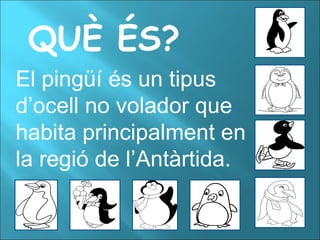 QUÈ ÉS? El pingüí és un tipus d’ocell no volador que habita principalment en la regió de l’Antàrtida. 