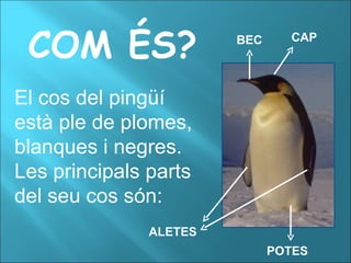 COM ÉS? El cos del pingüí està ple de plomes, blanques i negres. Les principals parts del seu cos són: BEC CAP ALETES POTES 