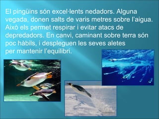 El pingüins són excel·lents nedadors. Alguna vegada, donen salts de varis metres sobre l’aigua. Això els permet respirar i evitar atacs de depredadors. En canvi, caminant sobre terra són poc hàbils, i despleguen les seves aletes per mantenir l’equilibri. 