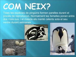 COM NEIX? Totes les espècies de pingüins formen parelles durant el procés de reproducció. Normalment les femelles ponen entre dos i tres ous, i el mascle els manté calents sota el seu ventre durant setmanes. 