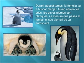 Durant aquest temps, la femella va a buscar menjar. Quan neixen les cries, les seves plomes són blanques, i a mesura que passa el temps, el seu plomall es va enfosquint. 