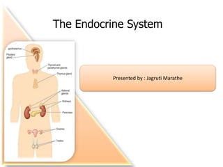 The Endocrine System
Presented by : Jagruti Marathe
 