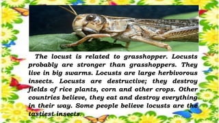 POWERPOINT PRESENTATION ON -FACT-AND-OPINION (1).pptx