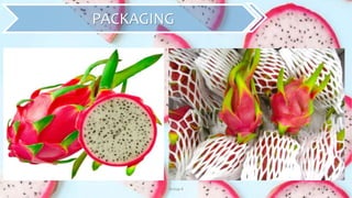 Group 4 19
PACKAGING
 