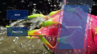 Group 4 24
IRRADIATION
WHY
PROCESS
 