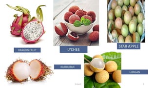 Group 4 4
DRAGON FRUIT LYCHEE
STAR APPLE
RAMBUTAN
LONGAN
 