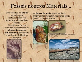 Através do estudo dos fósseis eles conseguem reconstituir a história da Terra e dos seus seres vivos