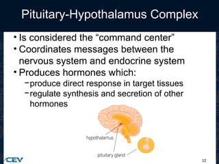 12
Pituitary-Hypothalamus Complex
• Is considered the “command center”
• Coordinates messages between the
nervous system and endocrine system
• Produces hormones which:
−produce direct response in target tissues
−regulate synthesis and secretion of other
hormones
 
