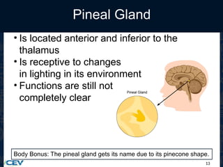 13
Pineal Gland
• Is located anterior and inferior to the
thalamus
• Is receptive to changes
in lighting in its environment
• Functions are still not
completely clear
Body Bonus: The pineal gland gets its name due to its pinecone shape.
 