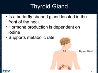 14
Thyroid Gland
• Is a butterfly-shaped gland located in the
front of the neck
• Hormone production is dependent on
iodine
• Supports metabolic rate
 