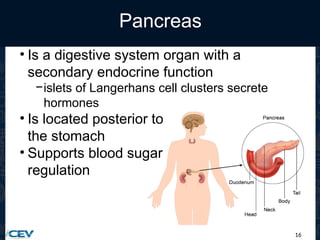 16
Pancreas
• Is a digestive system organ with a
secondary endocrine function
−islets of Langerhans cell clusters secrete
hormones
• Is located posterior to
the stomach
• Supports blood sugar
regulation
 