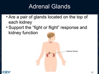17
Adrenal Glands
• Are a pair of glands located on the top of
each kidney
• Support the “fight or flight” response and
kidney function
 