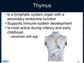 18
Thymus
• Is a lymphatic system organ with a
secondary endocrine function
• Supports immune system development
• Is most active during infancy and early
childhood
−atrophies with age
 