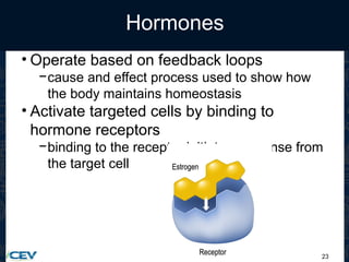 23
Hormones
• Operate based on feedback loops
−cause and effect process used to show how
the body maintains homeostasis
• Activate targeted cells by binding to
hormone receptors
−binding to the receptor initiates response from
the target cell
 