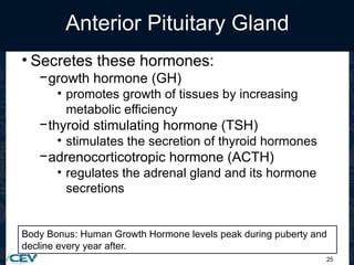 25
Anterior Pituitary Gland
• Secretes these hormones:
−growth hormone (GH)
• promotes growth of tissues by increasing
metabolic efficiency
−thyroid stimulating hormone (TSH)
• stimulates the secretion of thyroid hormones
−adrenocorticotropic hormone (ACTH)
• regulates the adrenal gland and its hormone
secretions
Body Bonus: Human Growth Hormone levels peak during puberty and
decline every year after.
 