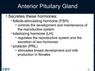 26
Anterior Pituitary Gland
• Secretes these hormones:
−follicle-stimulating hormone (FSH)
• controls the development and maintenance of
the reproductive system
−luteinizing hormone (LH)
• regulates the reproductive system and the
secretion of sex hormones
−prolactin (PRL)
• stimulates breast development and milk
production in females
 