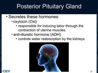 27
Posterior Pituitary Gland
• Secretes these hormones:
−oxytocin (Oxt)
• responsible for inducing labor through the
contraction of uterine muscles
−anti-diuretic hormone (ADH)
• controls water reabsorption by the kidneys
 