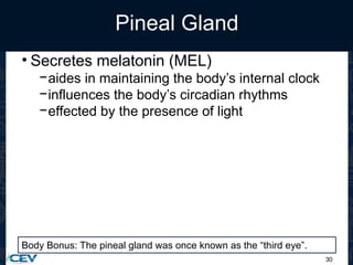 30
Pineal Gland
• Secretes melatonin (MEL)
−aides in maintaining the body’s internal clock
−influences the body’s circadian rhythms
−effected by the presence of light
Body Bonus: The pineal gland was once known as the “third eye”.
 