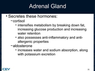 35
Adrenal Gland
• Secretes these hormones:
−cortisol
• intensifies metabolism by breaking down fat,
increasing glucose production and increasing
water retention
• also possesses anti-inflammatory and anti-
allergenic properties
−aldosterone
• increases water and sodium absorption, along
with potassium excretion
 