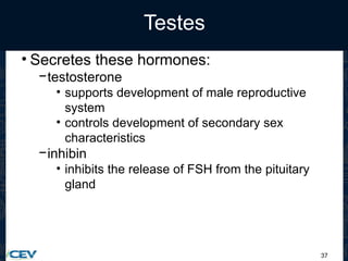 37
Testes
• Secretes these hormones:
−testosterone
• supports development of male reproductive
system
• controls development of secondary sex
characteristics
−inhibin
• inhibits the release of FSH from the pituitary
gland
 