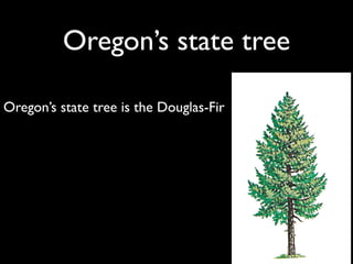 Oregon’s state tree

Oregon’s state tree is the Douglas-Fir
 