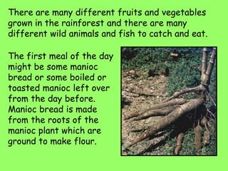 There are many different fruits and vegetables
grown in the rainforest and there are many
different wild animals and fish to catch and eat.
The first meal of the day
might be some manioc
bread or some boiled or
toasted manioc left over
from the day before.
Manioc bread is made
from the roots of the
manioc plant which are
ground to make flour.
 