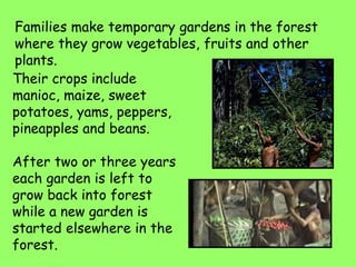 Families make temporary gardens in the forest
where they grow vegetables, fruits and other
plants.
Their crops include
manioc, maize, sweet
potatoes, yams, peppers,
pineapples and beans.
After two or three years
each garden is left to
grow back into forest
while a new garden is
started elsewhere in the
forest.
 