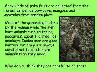 Many kinds of palm fruit are collected from the
forest as well as paw-paws, mangoes and
avocados from garden plots.
Most of the gardening is done
by the women while the men
hunt animals such as tapirs,
peccaries, agoutis, armadillos,
monkeys. Indian men are good
hunters but they are always
careful not to catch more
animals than they need.
Why do you think they are careful to do that?
 