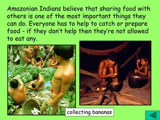 Amazonian Indians believe that sharing food with
others is one of the most important things they
can do. Everyone has to help to catch or prepare
food - if they don’t help then they’re not allowed
to eat any.
collecting bananas
 