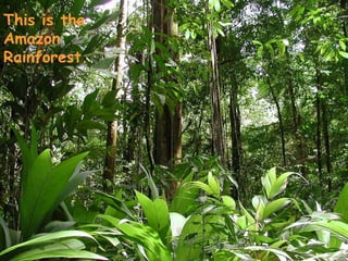 This is the
Amazon
Rainforest.
 