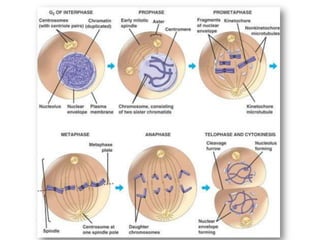 Powerpoint mitosis 1 | PPTX