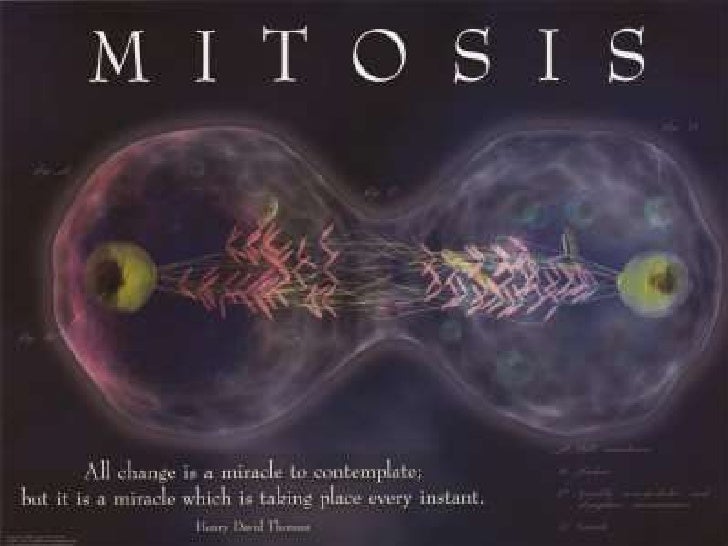 powerpoint-mitosis-1
