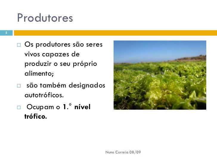 Como Se Chama Os Seres Que Produzem Seu Próprio Alimento